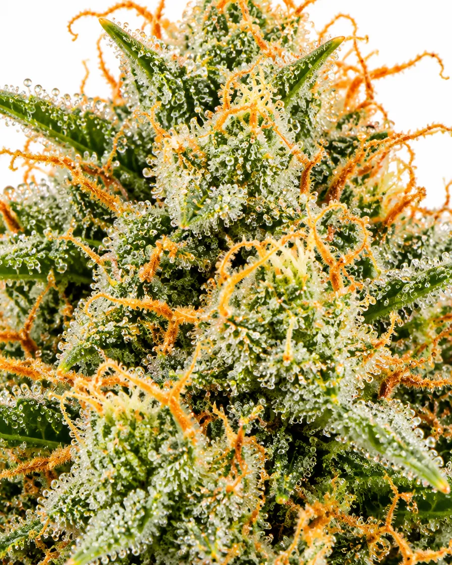 Trikoma Seeds Gorilla semi femminizzati 6 THC 25-30%