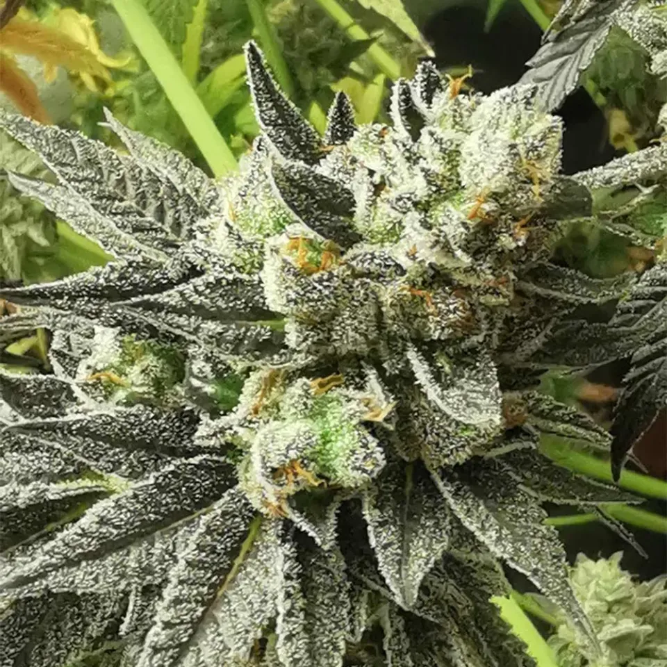 Pheno Finder Seeds Britscotts OG semi regolari collezione