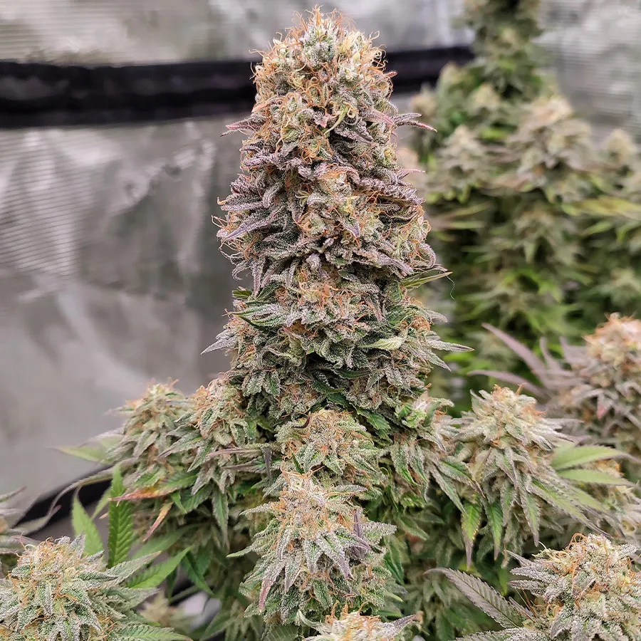 Buddha Seeds Buddha Cookie semi femminizzati dolci