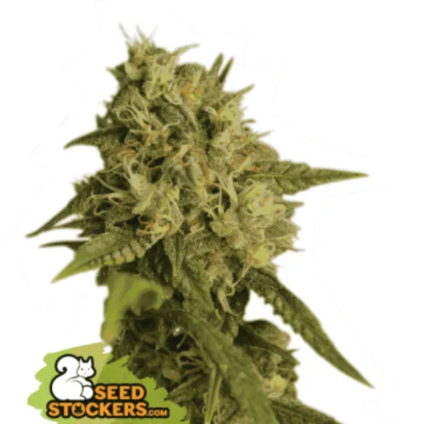 Seedstockers OG Kush semi femminizzati 1 seme indica