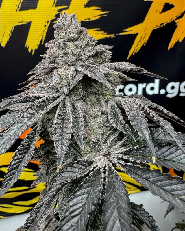 Solfire Gardens Dirty Water semi 3 TriForce
