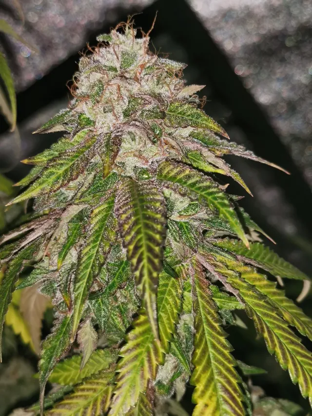 Pheno Finder Seeds GMO Rainbowz semi femminizzati ibridi 9 settimane