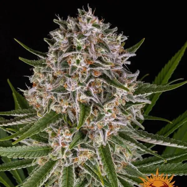 Barney's Farm Lemon Haze Auto Semi Autofiorenti Limone