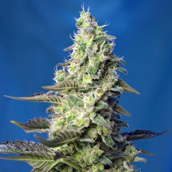 Sweet Seeds Green Poison XL Auto SWS71 semi autofiorenti indica