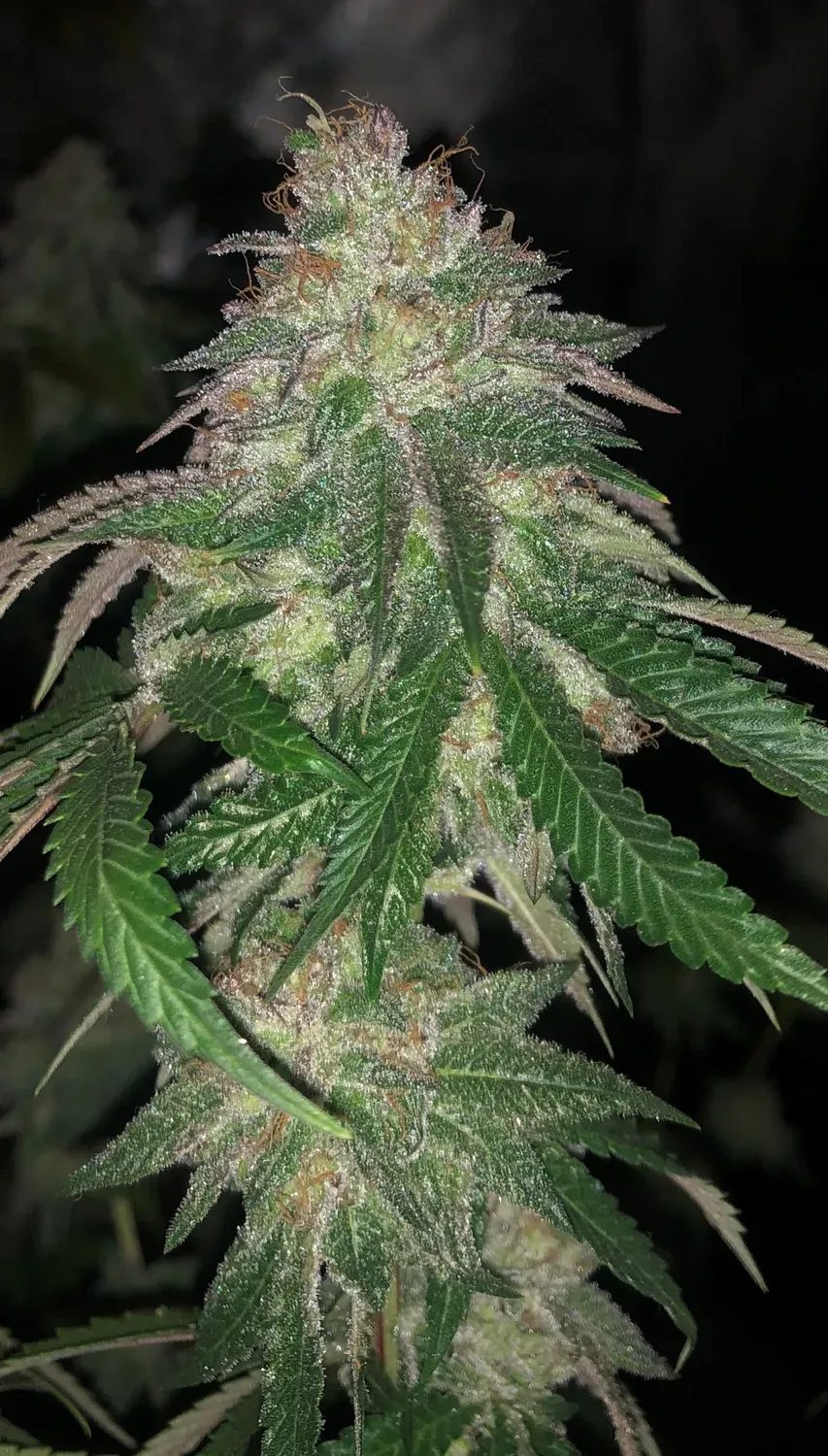 Pheno Finder Seeds Kuntz semi femminizzati da collezione