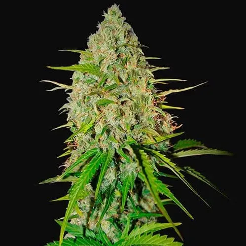 Fast Buds Grapefruit Auto semi autofiorenti pompelmo