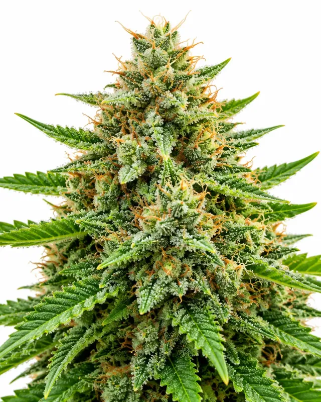Trikoma Seeds Total Cheese semi femminizzati 100 semi indica 90%