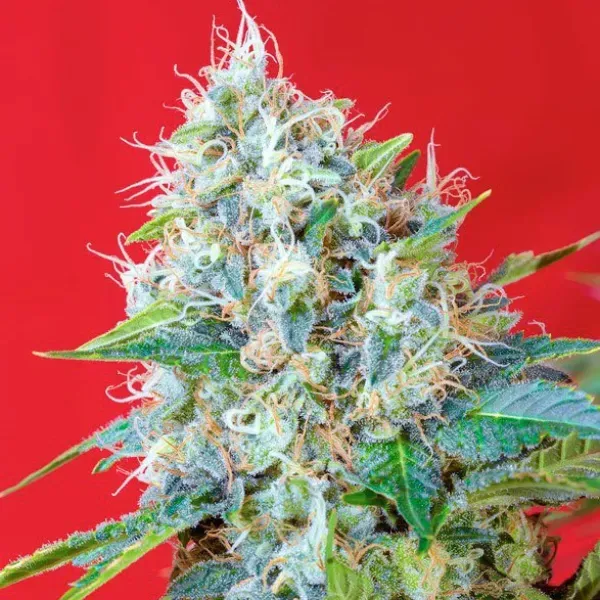 Sweet Seeds Green Poison semi femminizzati veloci