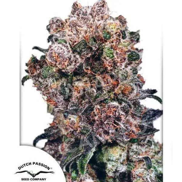 Dutch Passion Blueberry semi femminizzati 80% indica