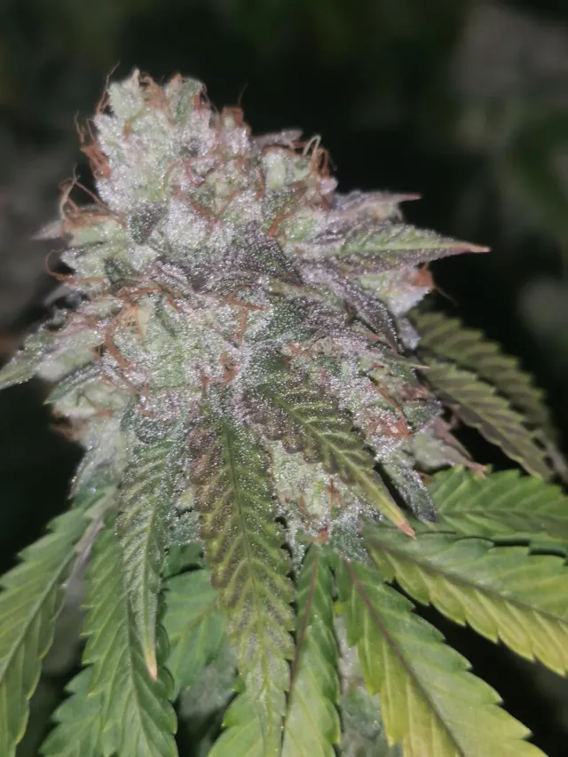 Pheno Finder Seeds Runtzosa semi femminizzati da collezione
