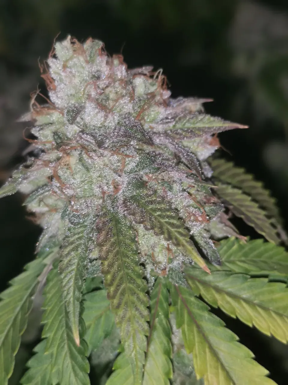 Pheno Finder Seeds Runtzosa semi femminizzati da collezione