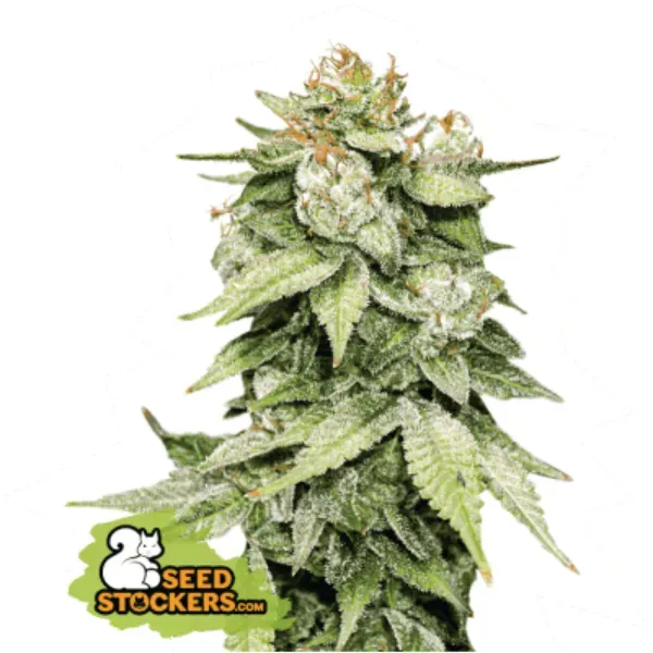 Seedstockers Gorilla Glue Auto semi autofiorenti 5 semi indica