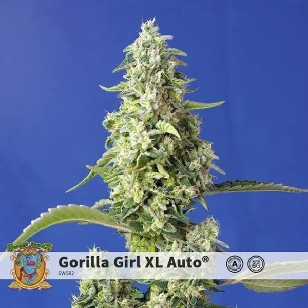 Sweet Seeds Gorilla Girl XL Auto semi autofiorente 3+1