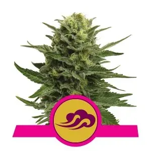 Royal Queen Seeds Blue Mystic Semi Femminizzati 3 Semi dolce