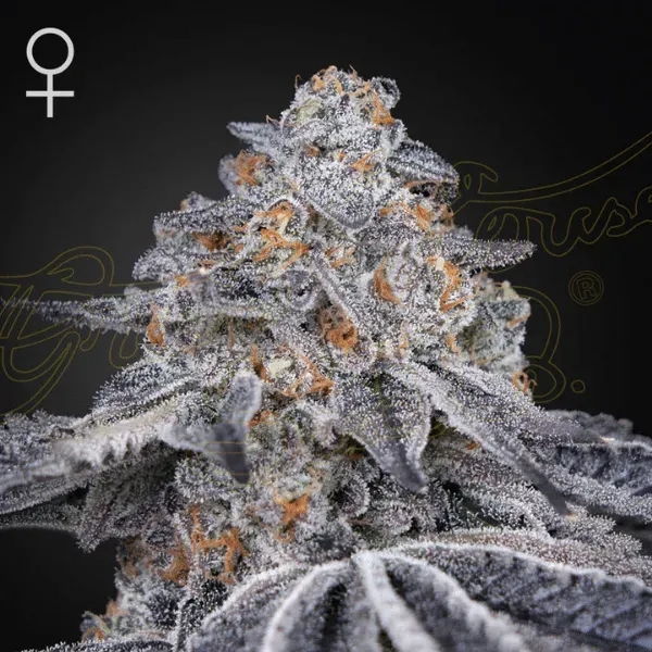 Green House Seeds Velvet Moon semi femminizzati