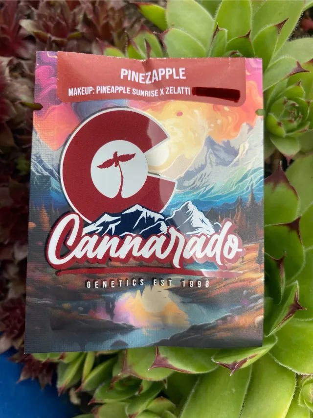 Cannarado Genetics Pinezapple semi regolari 10+ da collezione