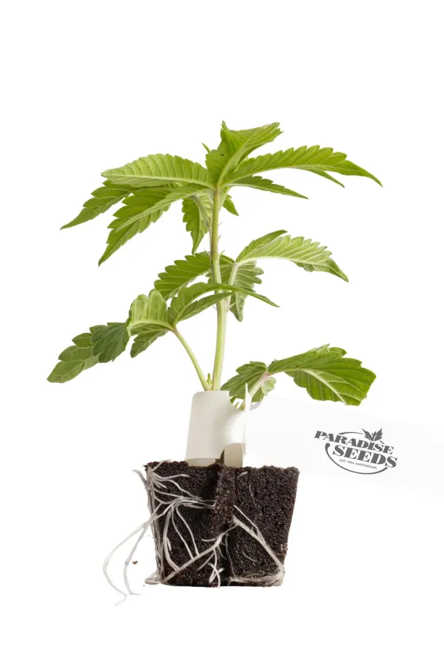 Paradise Seeds Wappa Talea fotoperiodica alta resa
