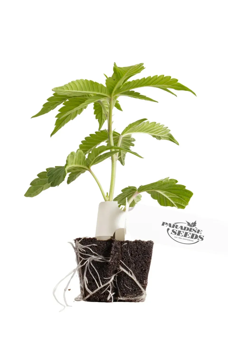 Paradise Seeds Wappa Talea fotoperiodica alta resa