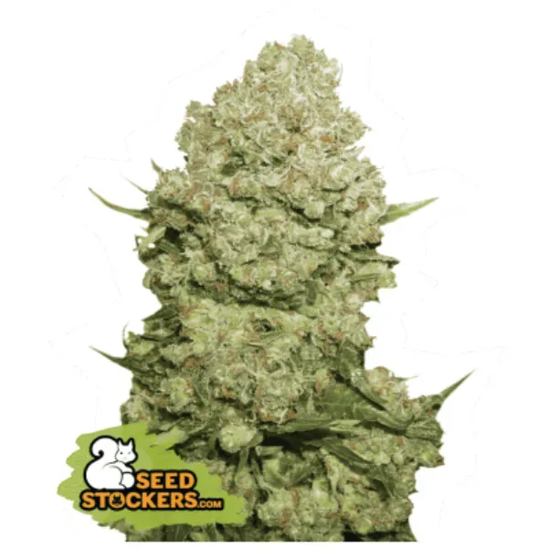 Seedstockers White Widow Fem semi femminizzati 1 seme rilassante