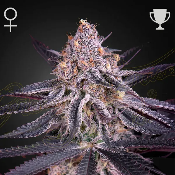 Green House Seeds King's Juice semi femminizzati agrumati