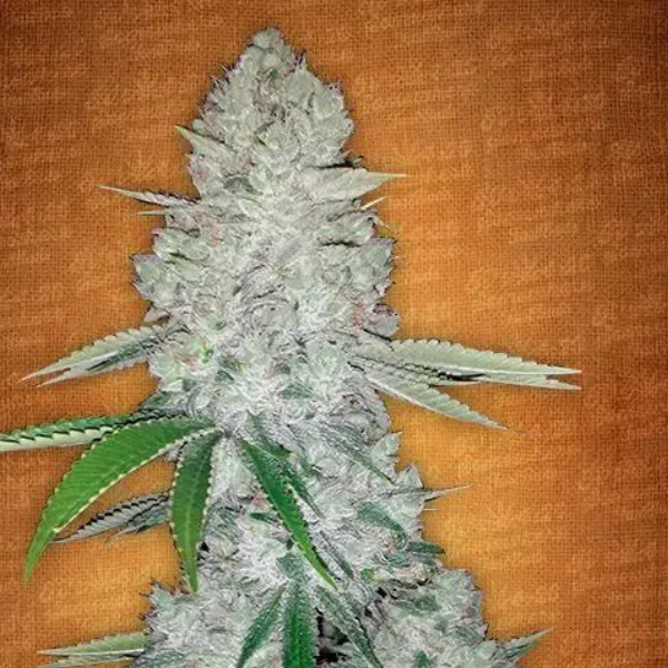 Fast Buds Gorilla Glue Auto semi autofiorenti resinosi