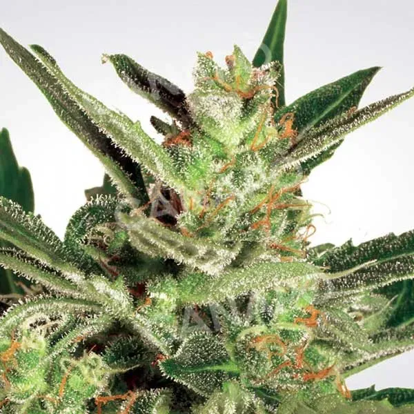 Paradise Seeds Automaria 2 semi autofiorenti sativa