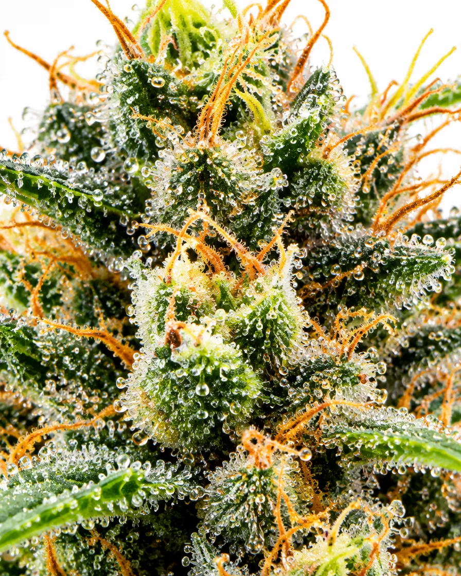 Trikoma Seeds Gorilla Fast semi femminizzato fast THC 22-27%