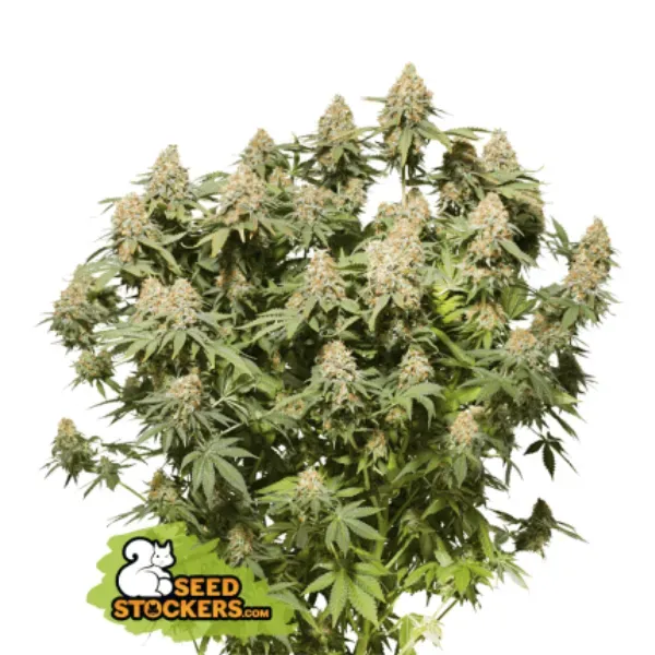 Seedstockers Moby Dick Semi Femminizzati Sativa