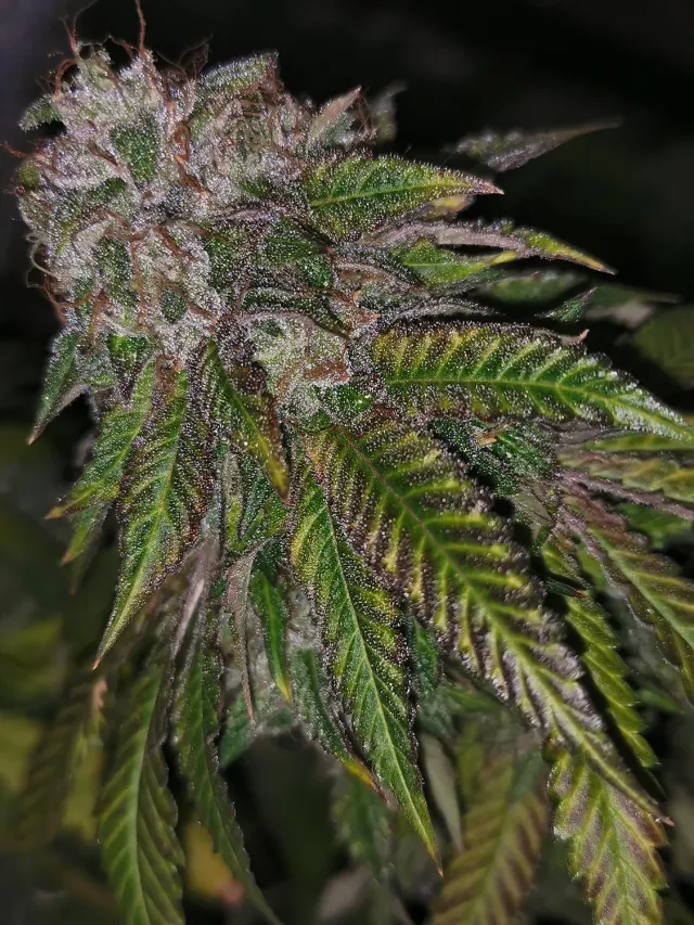 Pheno Finder Seeds Dirty Kuntz semi femminizzati rari