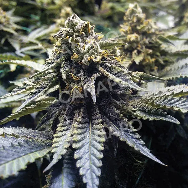 Humboldt Seeds Chocolate Mint OG semi femminizzati 3 semi indica