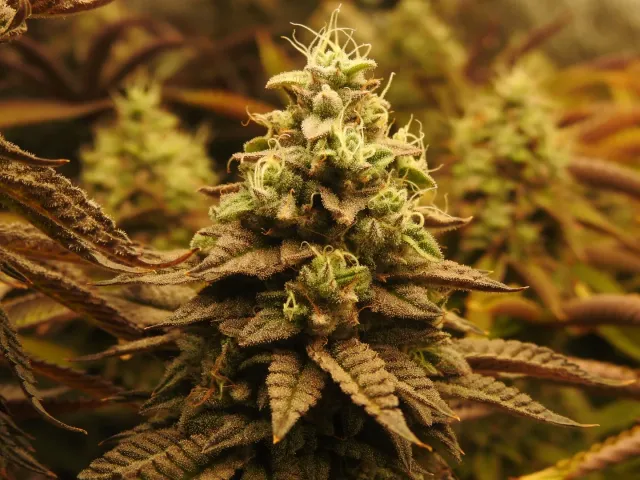 Pheno Finder Seeds Pineapple Cubez semi femminizzati collezione
