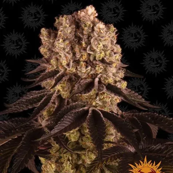Barney's Farm Purple Punch semi femminizzati 3 semi
