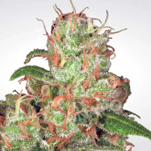 Paradise Seeds Auto Acid Semi Autofiorenti da Collezione