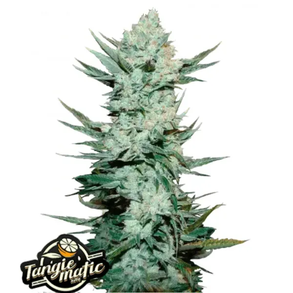Fast Buds Tangie Auto semi autofiorenti THC 23% 1 seme