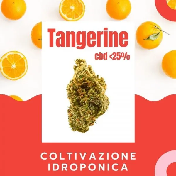 Canapò Tangerine Infiorescenza CBD Idroponica <25% 1 g