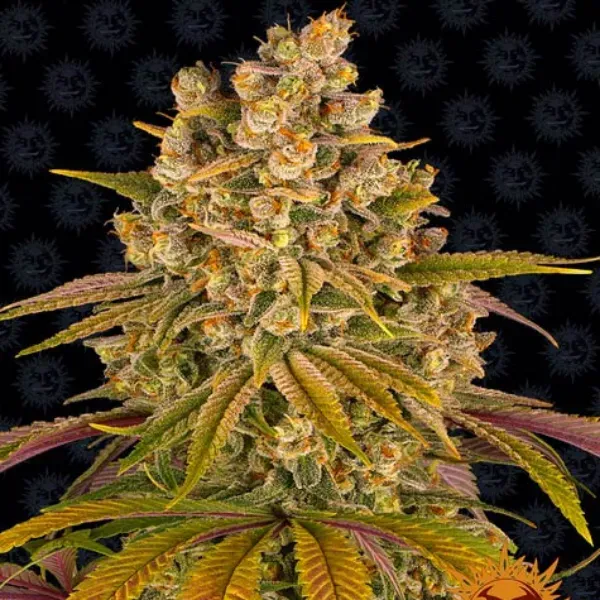 Barney's Farm Lemon Tree semi femminizzati 3 semi limone