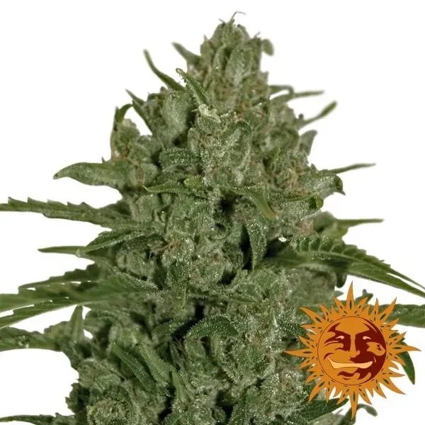 Barney's Farm Triple Cheese semi femminizzati indica 80%