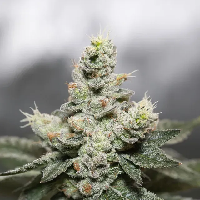 Vision Seeds Blue Cookies x OG Kush semi femminizzati