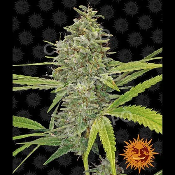 Barney's Farm G13 Haze semi femminizzato da collezione