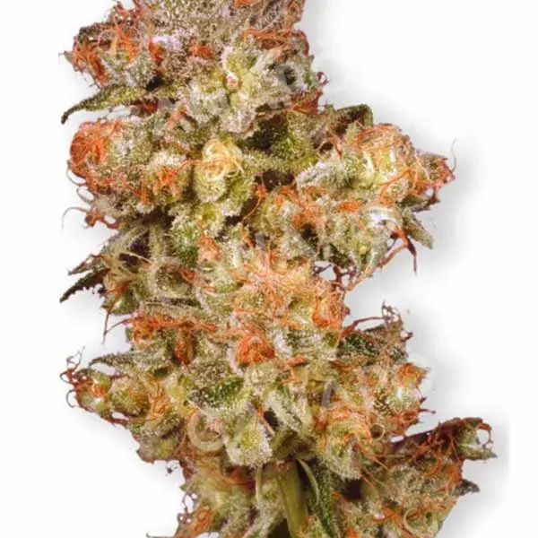 Dutch Passion Skywalker semi femminizzati Mazar Blueberry