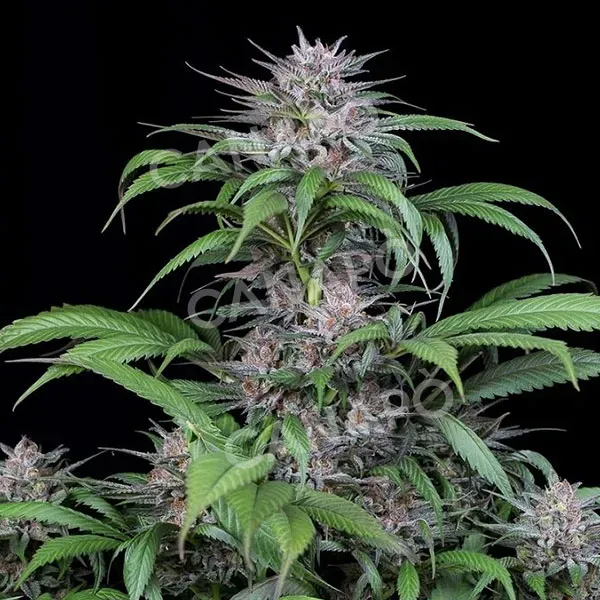 Dinafem Quick Kush semi femminizzati 3 semi OG Kush veloce