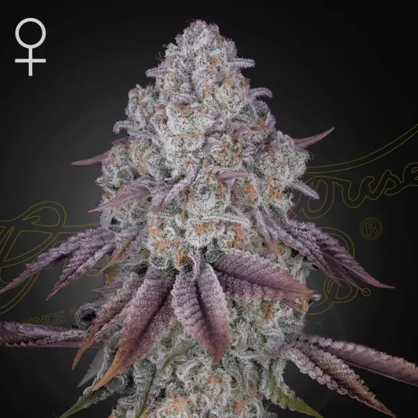 Green House Seeds Persian Pie semi femminizzati 3 semi