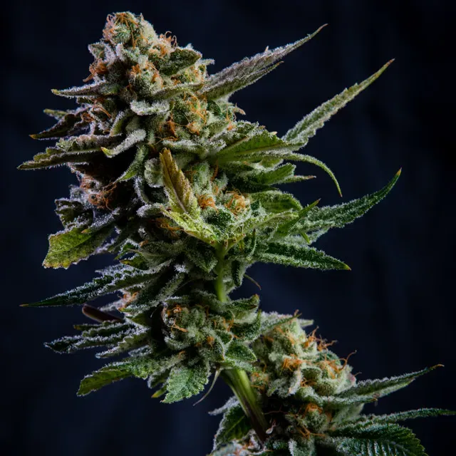 Vision Seeds Log Cabin semi femminizzati ibrido