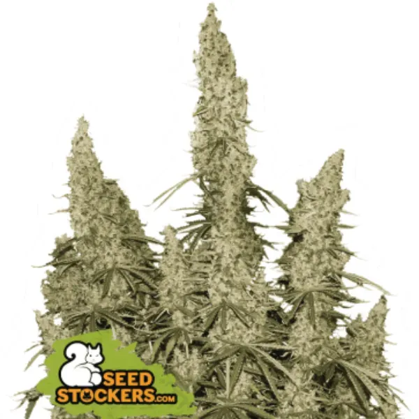 Seedstockers White Widow Auto semi autofiorenti 5 semi