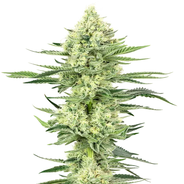 White Label White Gorilla Haze semi femminizzati 3 semi Sativa 65%