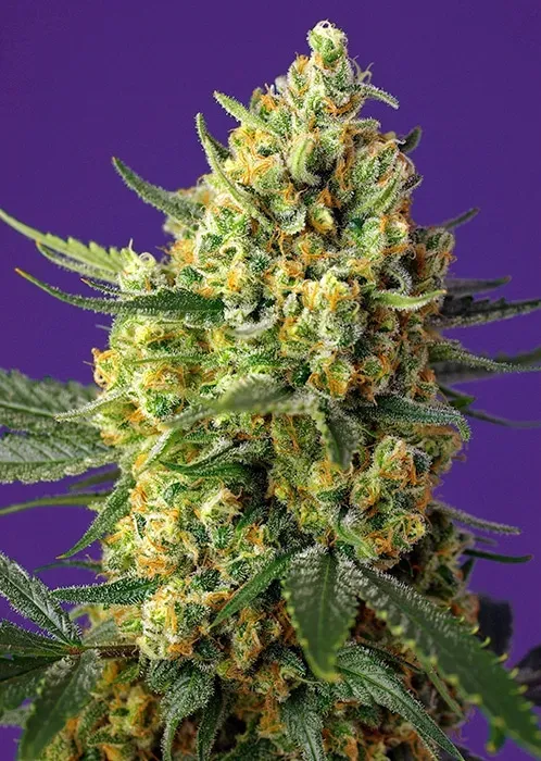Sweet Seeds Crystal Candy XL Auto semi autofiorenti 5+2 semi