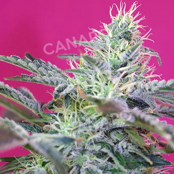 Sweet Seeds Sweet Cheese Auto semi autofiorente 3+1 dolce