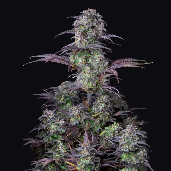 Fast Buds Blueberry Auto semi autofiorenti 1 seme