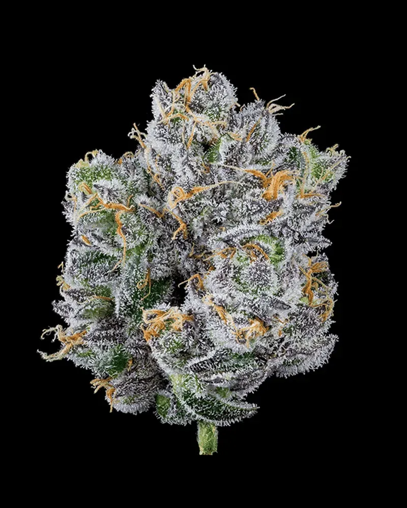 Solfire Gardens Mind Flayer semi femminizzati 3 semi