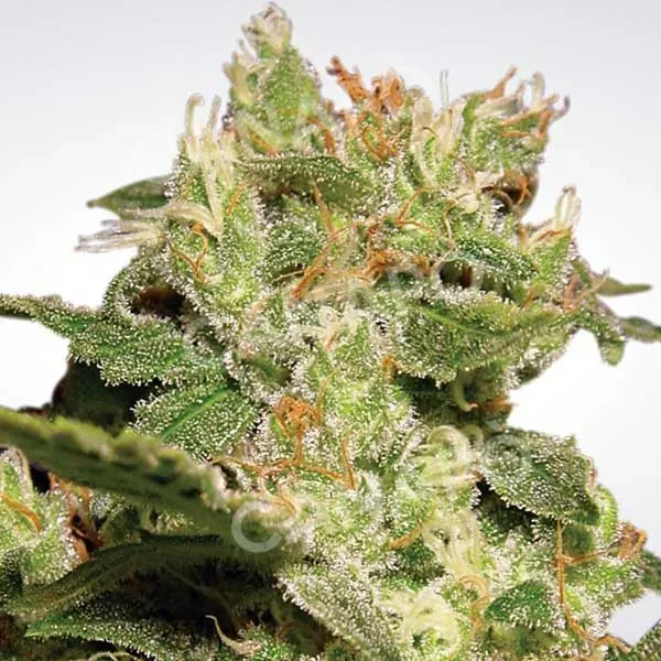 Paradise Seeds Auto Jack Autofiorenti Jack Herer x WW